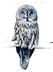 白地に灰色のフクロウ、2019