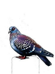 白の鳩、2019