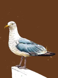 バーントオレンジのカモメ、2020