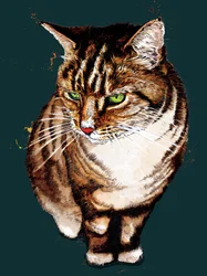 2020年ディープシアンのぶち猫