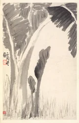 バナナ植物、1788。