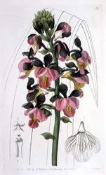 Orchis Lissochilus Roseus、I. Ridgway発行。