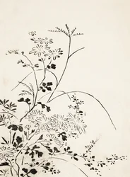 『秋の花と草』（1762年）