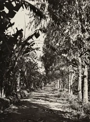 ファシストの時代に帝国を築く：チェレンの果樹園、1936年09月05日（モノクロ写真