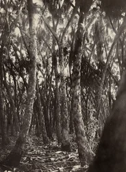 ファシストの時代に帝国を築く：ダムヤシの木立 1936年09月05日（モノクロ写真