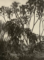 ファシストの時代に帝国を築く：ダムヤシの木立 1936年09月05日（モノクロ写真