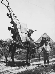 ファシズムの時代に帝国を築く：結婚式のために飾りをつけたラクダ、1936年09月05日（モノクロ写真