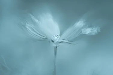 夢のような青い花