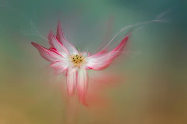 幻想的なピンクの花