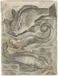 Studieblad と Drie vissen の出会い お魚ライブアイコン（連載タイトル）