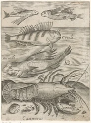 4 匹の魚とロブスターの学習シート Piscium v​​ivae アイコン (シリーズ タイトル)