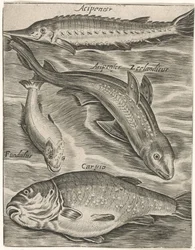 Studieblad と vissen の出会い お魚ライブアイコン（連載タイトル）