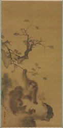 岩棚のサル