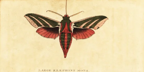 エレファントホークモス、deilephila elpenor。、1800（彫刻）