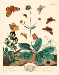 脂っこいヒョウモン、Euphydryas aurinia、高い茶色のヒョウモン、Fabriciana adippe、高音バーの蛾、Aplocera plagiata、斑点のある黄色、Pseudopanthera macularia、真紅と金色の蛾、Pyrausta purpuralis、悪魔のビットのむずむずしさ、Succisa pratensis