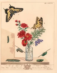アゲハチョウ（Papilio machaon）。イラストをもとにした手彩色のリトグラフ