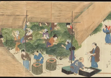宇治茶生産図