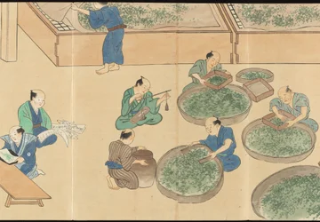 宇治茶生産図