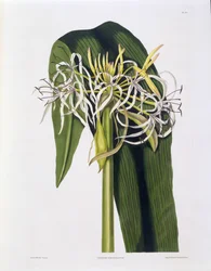 Crinum Declinatum、 &39;A Selection of Hexandrian Plants&39;のプレート43、R。Havell、ロンドン、1831-34（手彩色の彫刻）を公開