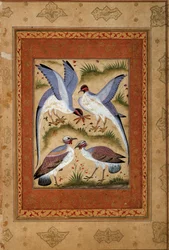 鳥。モゴール派のミニチュア・ガッシュ。1590-1600.パリ、ギメ美術館、国立アジア美術館