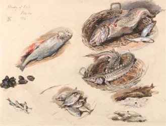 魚の研究、ヴェネツィア
