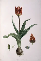 チューリップアドバンス、1811-1829