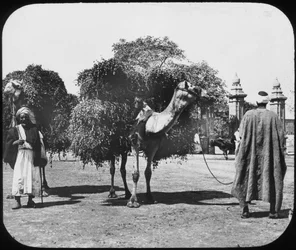 飼料を運ぶラクダ、エジプト、c1890。