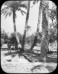 General Gordons Garden、ハルツーム、スーダン、c1890