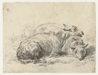 Twee Ligende Schapen ひつじ（シリーズタイトル） ニコライ・ベルケムのスタジオとアートによる生き生きとした動物と水でプリントされた強い空気感 (シリーズ タイトル)