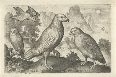 ワシやその他の猛禽類 鳥と虫（連載タイトル）