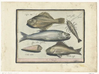 ヒラメ、エビ、ワカサギ、ポス Libelivs varia Genera piscium complectens (シリーズタイトル) 淡水魚・海魚・カエル・甲殻類・海の生き物（連載タイトル）