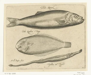 ニシン、カレイ、ヨウジウオ Libelivs varia Genera piscium complectens (シリーズタイトル) 淡水魚・海魚・カエル・甲殻類・海の生き物（連載タイトル）