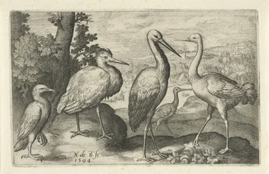 コウノトリ、ツル、サギ、ヘラサギ 鳥と虫（連載タイトル）