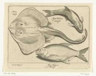 エイ、鯛、白身魚 Libelivs varia Genera piscium complectens (シリーズタイトル) 淡水魚・海魚・カエル・甲殻類・海の生き物（連載タイトル）