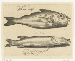 ハドックとカワカマス Libelivs varia Genera piscium complectens (シリーズタイトル) 淡水魚・海魚・カエル・甲殻類・海の生き物（連載タイトル）