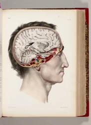 脳を示す横顔の解剖された頭部の手彩色リトグラフ、『Traité complet de l’anatomie de l’homme, comprenant la médecine opératoire』より、1831-54