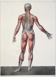 人体解剖学、ジャン＝バティスト・マルク・ブルジェリー（1797-1849）著『人体解剖学大全』より、ベルナールによる彫版、パリ、1831年
