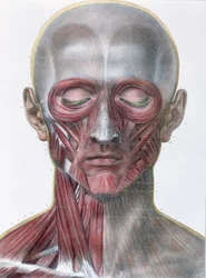 顔の筋肉、ジャン・バティスト・マルク・ブールジェリー（1797-1849）1866-67による「Traite Complet de l&39;Anatomie de l&39;Homme」のプレート