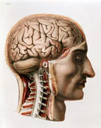 脳、ジャン・バティスト・マルク・ブールジェリー（1797-1849）1866-67による「Traite Complet de l&39;Anatomie de l&39;Homme」のプレート