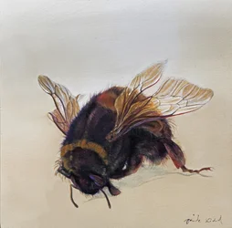 Bombus terrestris 10, 2013 (アクリル、木)