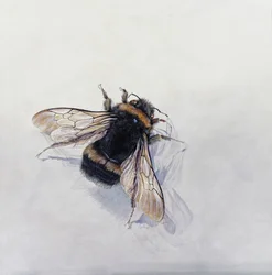 Bombus terrestris 11 （アクリル、ジェッソウッド）