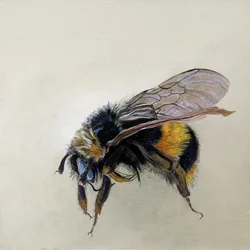 Bombus terrestris 1 (b), 2008 (アクリル、木)