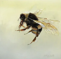 Bombus terrestris 4, 2011 （アクリル、木）
