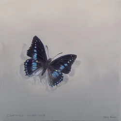 Charaxes imperialis 1 (b), 2014 (木にアクリル)
