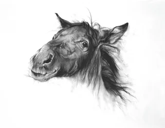 Colt, 2002 (ファブリアーノ紙に木炭)