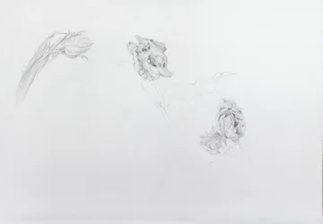 Estella rijnveld 1, 2013（カートリッジ紙に鉛筆）