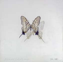 Graphium (Pazala) eurosus, 2014 (アクリル、ジェッソを塗った木)