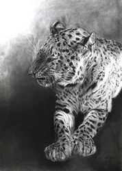 Panthera pardus 2, 2009 (ファブリアーノ紙に木炭とコンテ)