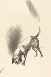 犬