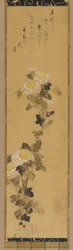 菊、18～19世紀。